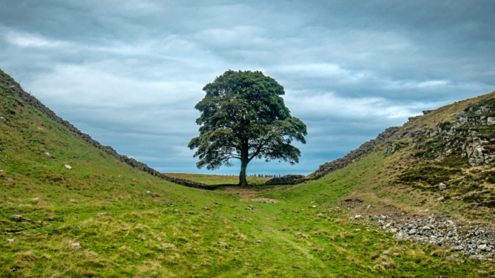 Sycamore Gap tree in Northumberland National Park