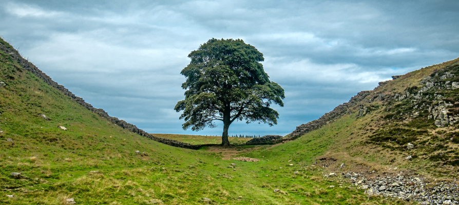 Sycamore Gap tree in Northumberland National Park